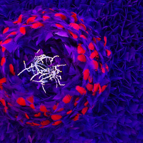 MI JARDIN (DETALLE) - 2013 - Penas de ganso, arame, madeira, galhos de palmeira, PVC espumado - 72 x 146 x 120 cm - Segundo Premio en Gran Formato, "Salón Nacional de Arte Textil del Museo Raggio", 2014, Buenos Aires